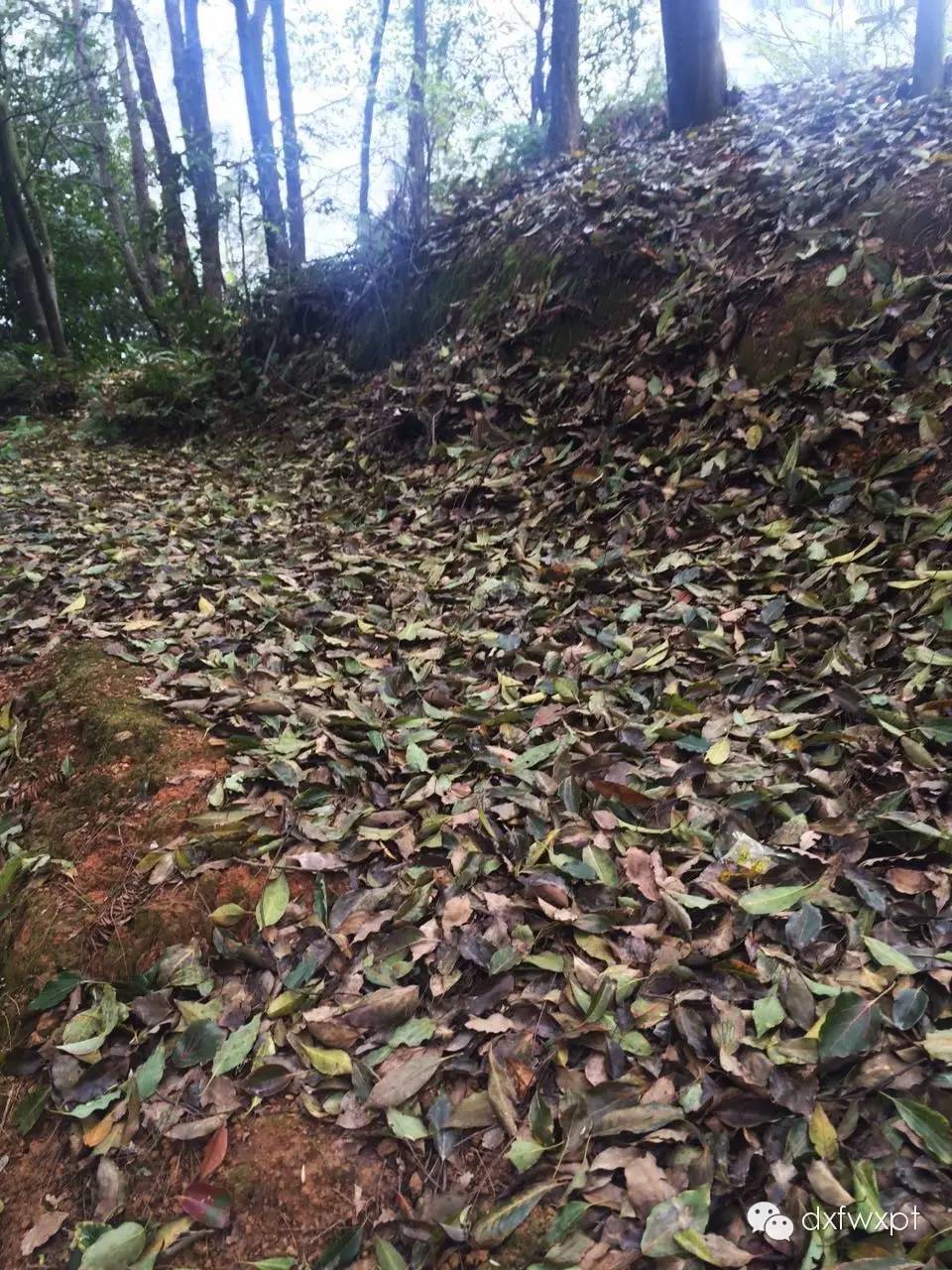 南平市延平区九峰山延平区圣公殿,道观有哪些,道教符咒大全,哪里庙宇宫殿可以请到灵符咒?请符咒一般多少钱?请问买的道家符咒可以改变运势吗?网上买的灵符有用吗?