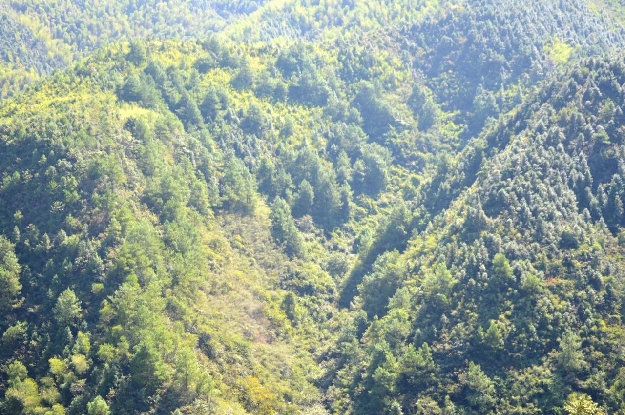 永州五峰铺高霞山道观风景、道观与诸多故事,道观有哪些,道教符咒大全,哪里寺庙宫殿可以请到灵符?网上买的灵符一般多少钱?亲人家人长生牌,祭奠祖先做超渡法事,往生牌位请到寺庙供奉,代客祈福烧纸钱金元宝.