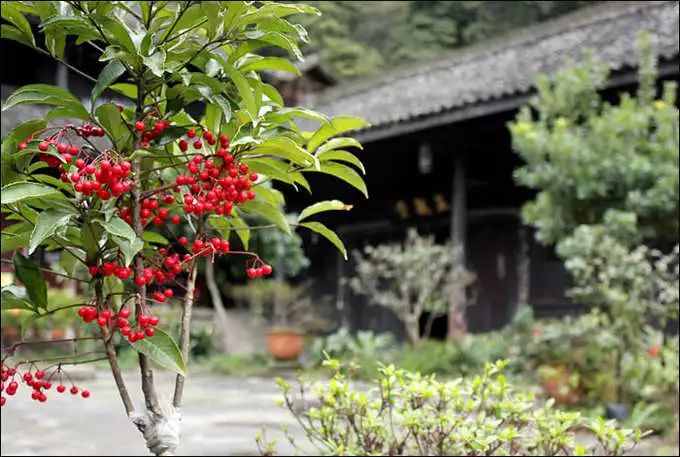 乐山 峨眉寺庙善觉寺,寺庙排行榜,佛教符咒大全,网上代供灯祭祖祈愿,道教财神庙代烧纸钱,替人供祈福牌,代挂祈福丝带任务,道观寺院里供养牌位,城隍殿长生往生牌位销售.