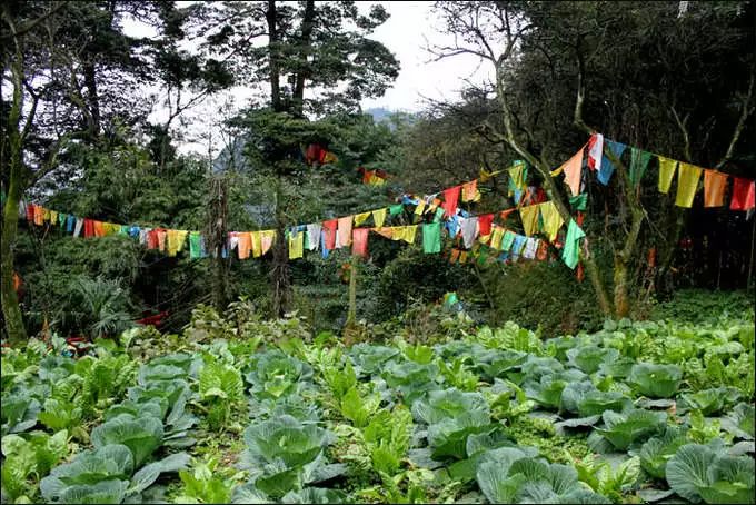 乐山 峨眉寺庙善觉寺,寺庙排行榜,佛教符咒大全,网上代供灯祭祖祈愿,道教财神庙代烧纸钱,替人供祈福牌,代挂祈福丝带任务,道观寺院里供养牌位,城隍殿长生往生牌位销售.