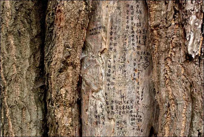 乐山 峨眉寺庙善觉寺,寺庙排行榜,佛教符咒大全,网上代供灯祭祖祈愿,道教财神庙代烧纸钱,替人供祈福牌,代挂祈福丝带任务,道观寺院里供养牌位,城隍殿长生往生牌位销售.