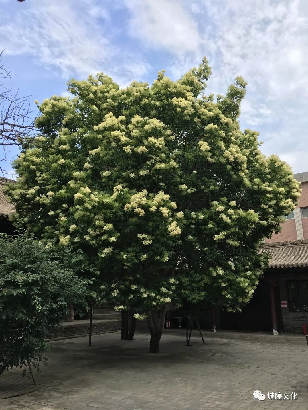 青海省西宁城隍庙,道观有哪些,道教符咒大全,哪里寺庙宫殿可以请到灵符?网上买的灵符一般多少钱?符咒可以改变运势吗?亲人家人长生牌,祭奠祖先做超渡法事,往生牌位请到寺庙供奉,代客祈福烧纸钱金元宝.