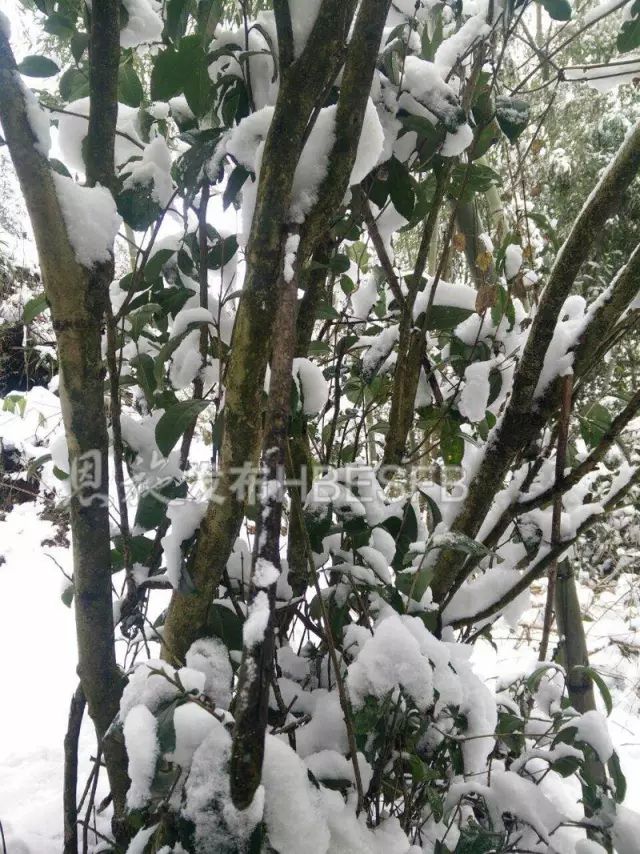 恩施云蒙山鬼谷子修炼地,道观有哪些,道教符咒大全,道观香火香油钱捐款的功德好处,做超度法事,哪里庙宇宫殿可以请到灵符?请符咒一般多少钱?请问买的道家符咒可以改变运势吗?网上买的灵符有用吗?