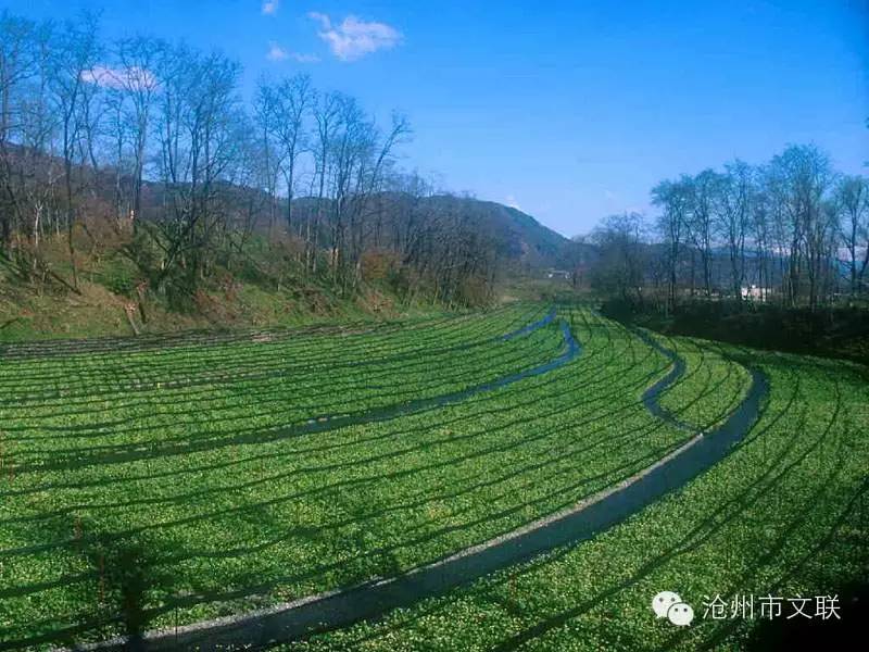 沧州S寺庙道观有哪些,道观有哪些,道教符咒大全,哪里寺庙宫殿可以请到灵符?网上买的灵符一般多少钱?亲人家人长生牌,祭奠祖先做超渡法事,往生牌位请到寺庙供奉,代客祈福烧纸钱金元宝