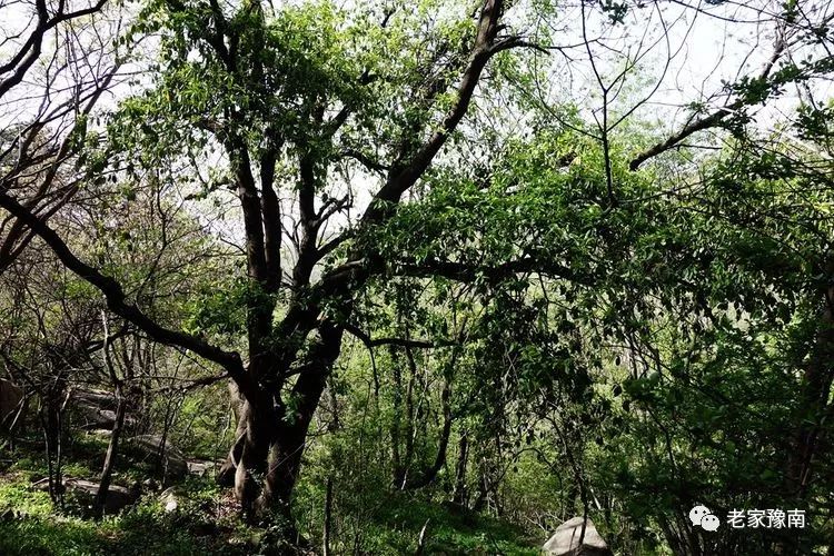 信阳西北第一峰天目山道观,道观有哪些,道教符咒大全,哪里寺庙宫殿可以请到灵符?网上买的灵符一般多少钱?亲人家人长生牌,祭奠祖先做超渡法事,往生牌位请到寺庙供奉,代客祈福烧纸钱金元宝.