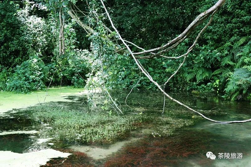 株洲这个地方有10多处道教仙境,道观有哪些,道教符咒大全,哪里寺庙宫殿可以请到灵符?网上买的灵符一般多少钱?亲人家人长生牌,祭奠祖先做超渡法事,往生牌位请到寺庙供奉,代客祈福烧纸钱金元宝.