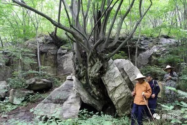 神秘随州九寨谷道观！随州这座数百年无人涉足的深山密林，被发现以后···  符咒批发 道教符咒 茅山符咒 符咒灵符 害人方法108种 十大害人符咒 害人法术大全 惩罚恶人的咒语 法事 超度法事 法事道场 手绘符 手绘灵符 道家招财符咒 网上祭奠 网上祭拜 在线许愿网 网上拜财神 代烧香 代烧香祈福 第6张