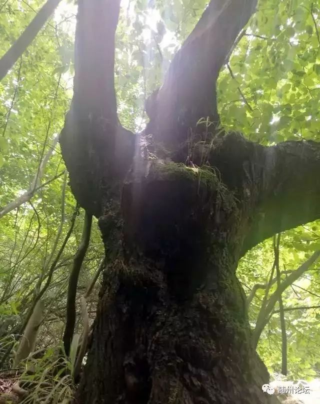 神秘随州九寨谷道观！随州这座数百年无人涉足的深山密林，被发现以后···  符咒批发 道教符咒 茅山符咒 符咒灵符 害人方法108种 十大害人符咒 害人法术大全 惩罚恶人的咒语 法事 超度法事 法事道场 手绘符 手绘灵符 道家招财符咒 网上祭奠 网上祭拜 在线许愿网 网上拜财神 代烧香 代烧香祈福 第7张