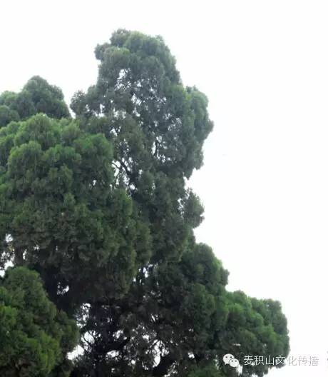 天水市行大道庙山，悟道崇祯观  符咒批发 道教符咒 茅山符咒 符咒灵符 害人方法108种 十大害人符咒 害人法术大全 惩罚恶人的咒语 法事 超度法事 法事道场 手绘符 手绘灵符 道家招财符咒 网上祭奠 网上祭拜 在线许愿网 网上拜财神 代烧香 代烧香祈福 第8张